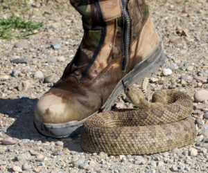 Venomous Snake Of Montana Krebs Creek