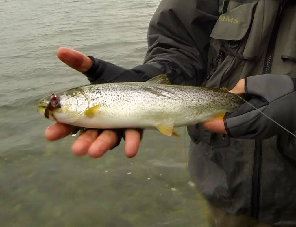 This image has an empty alt attribute; its file name is 1024px-Coastal_cutthroat_trout_Puget_Sound.jpg