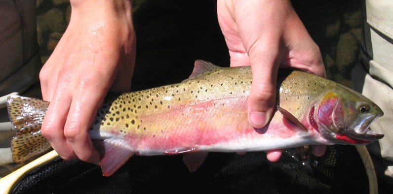 This image has an empty alt attribute; its file name is Rio_Grande_Cutthroat_Trout_Alamosa_watershed.jpg