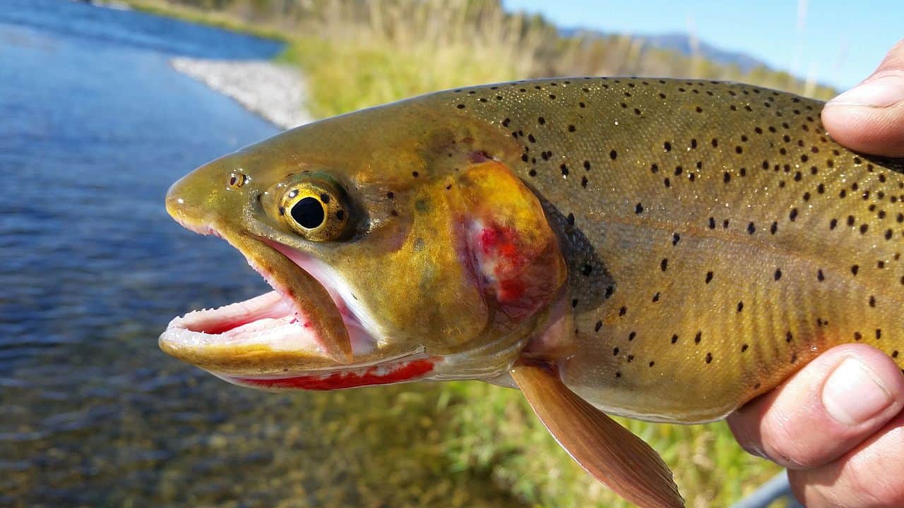 Yellowstone Cutthroat Trout Wyoming Krebs Creek   1280px Yellowstone Cutthroat Trout 