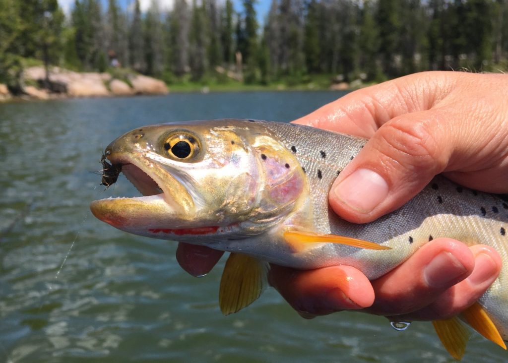 This image has an empty alt attribute; its file name is Bonneville-Cutthroat-trout-1024x732.jpg