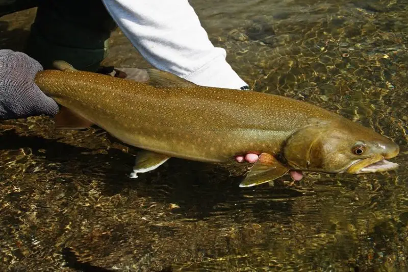 Bull Trout being released