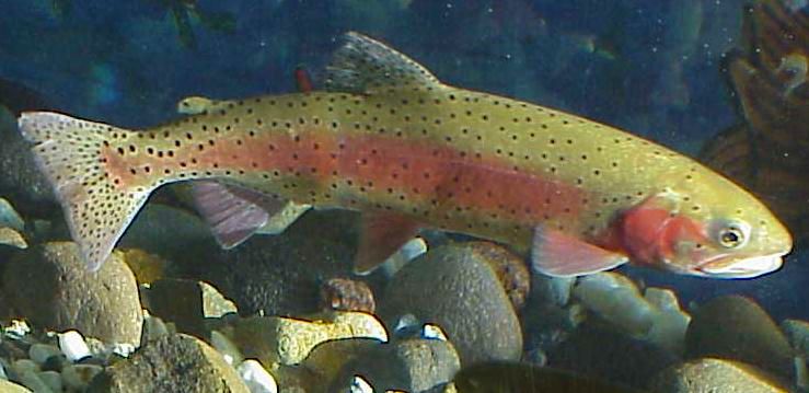 This image has an empty alt attribute; its file name is Lahontan_cutthroat_trout_image_USFWS.jpg