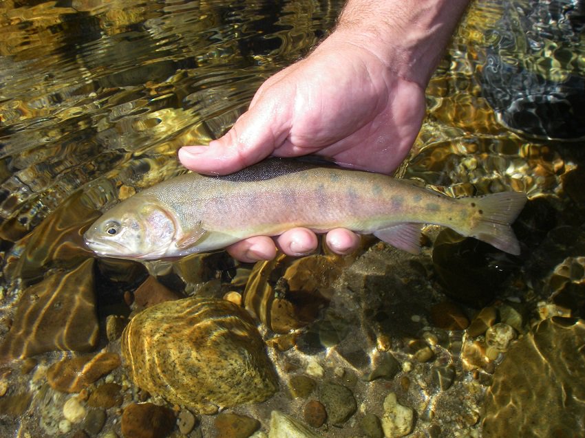 This image has an empty alt attribute; its file name is Paiute_cutthroat_trout_15661670853.jpg