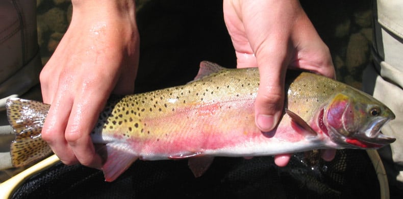 This image has an empty alt attribute; its file name is RioGrandeCutthroatTrout.jpg