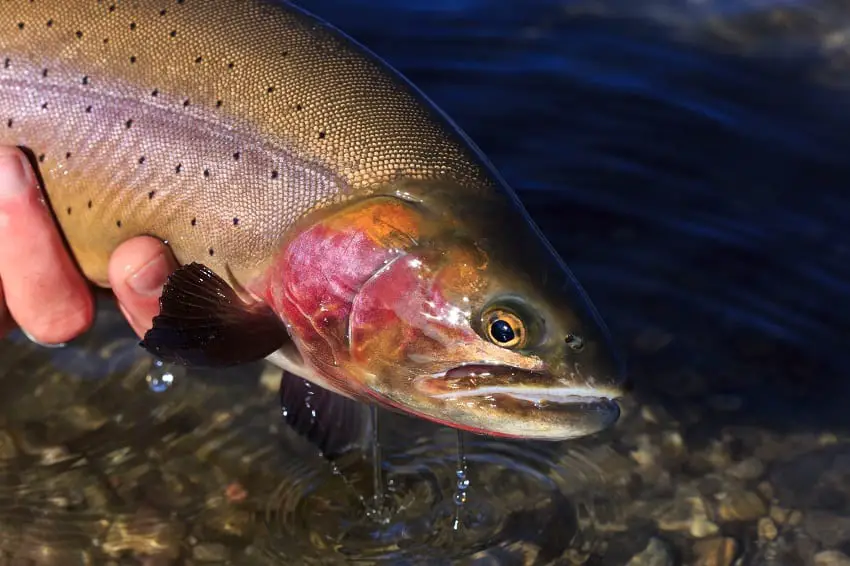 Yellowstone Cutthroat trout