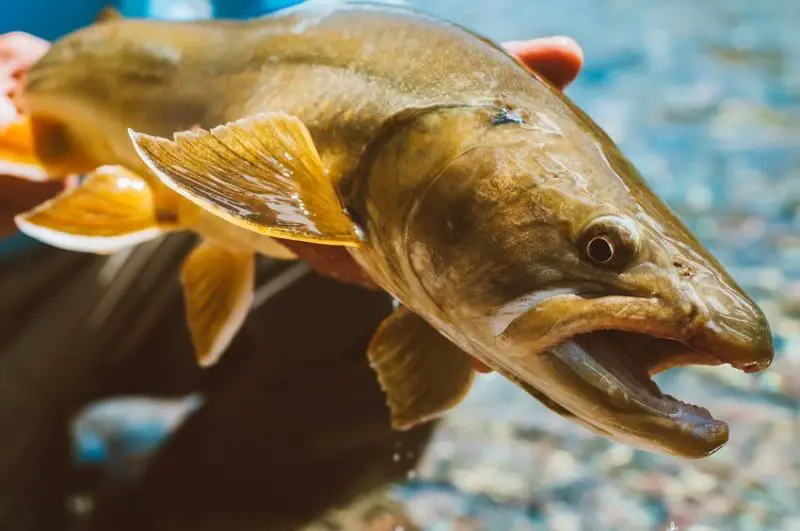 Bull-Trout-from-the-Alberta-Rocky-Mountains