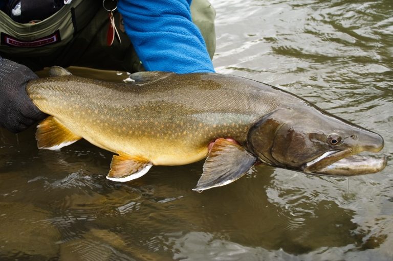 All About Bull Trout In Continental US - Krebs Creek