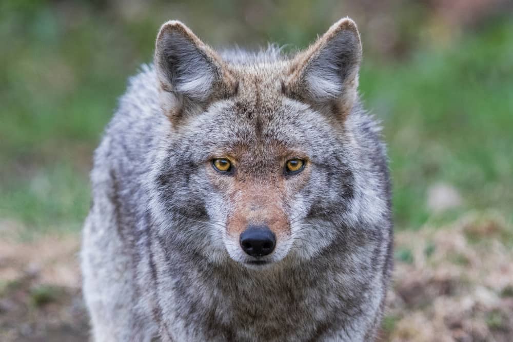 Are Coyotes Dangerous? - Krebs Creek