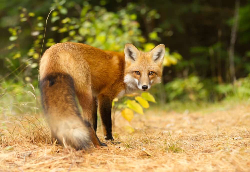 Foxes of North America - Krebs Creek