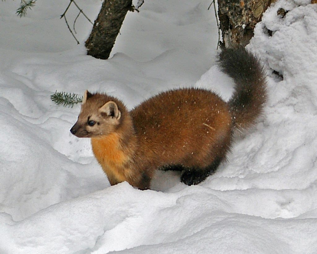 pine martin in yellowstone