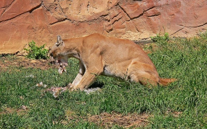 Mountain Lion eating