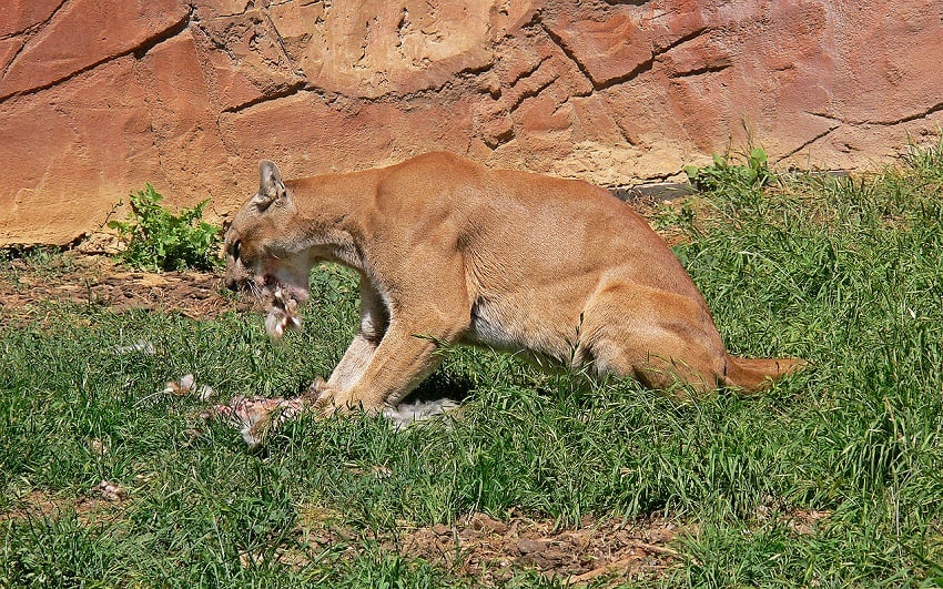 The Interaction Between Mountain Lion and Deer Population - Krebs Creek