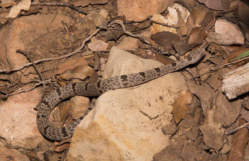 Banded Rock Rattlesnake