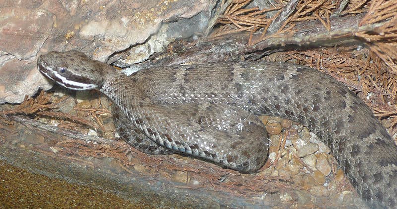 Ridge-nosed Rattlesnake