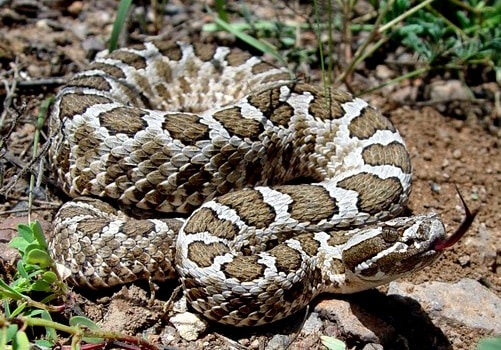 Desert Massasauga