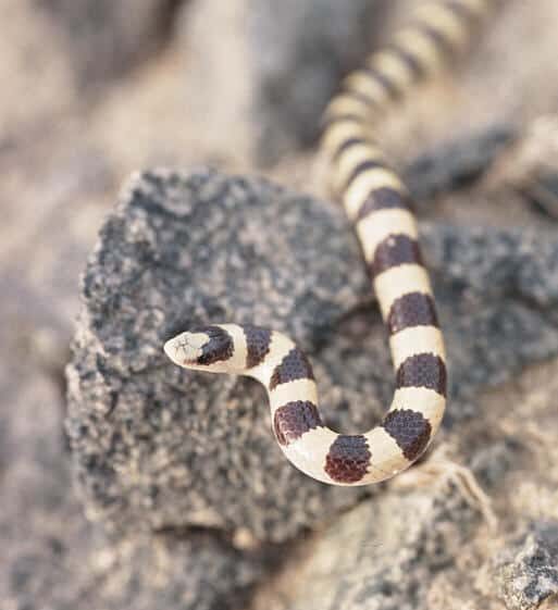 Western Shovel-nose snake