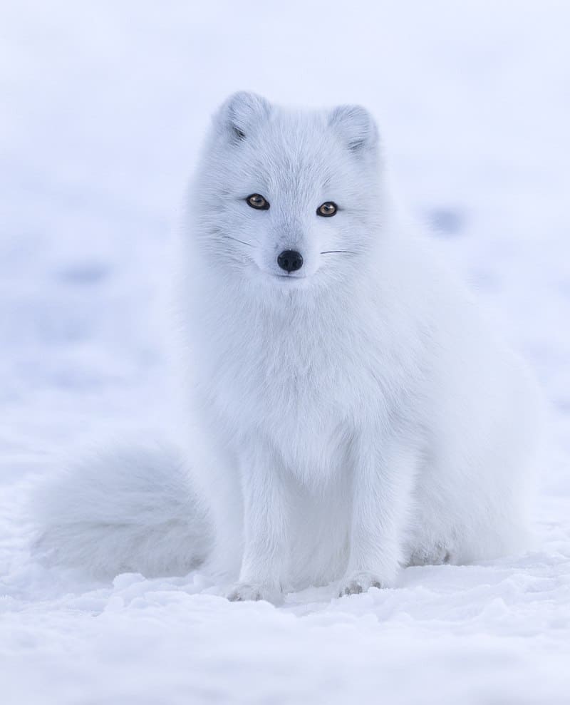 Are Arctic Foxes Endangered? - Krebs Creek