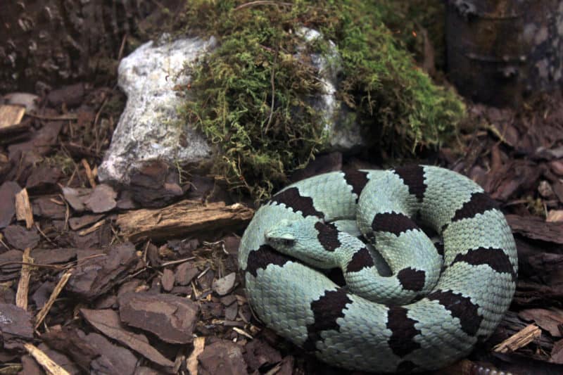 Banded Rock Rattlesnake