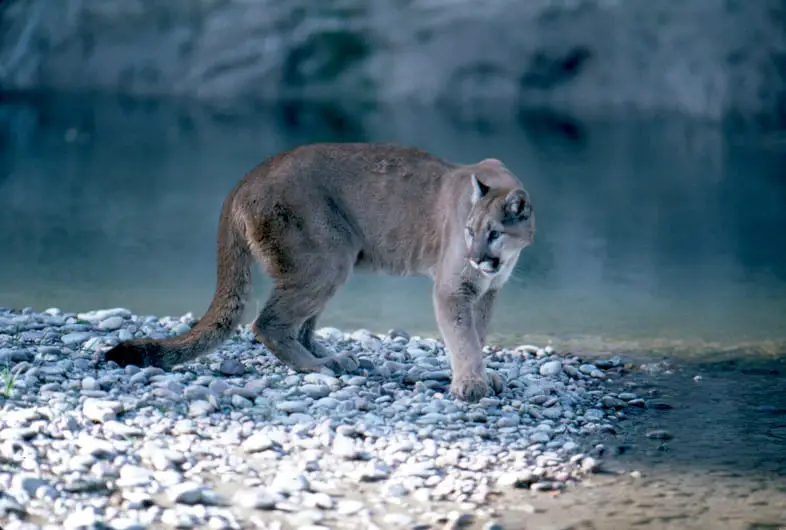 Cougar standing by a lake