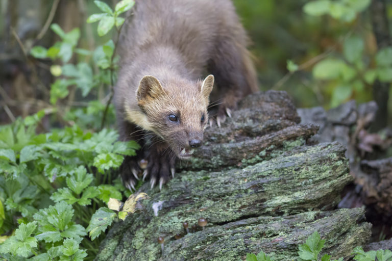 The Characteristics of Fisher Cats and Pine Martens - Krebs Creek