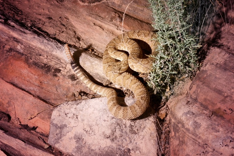 Great basin rattlesnake