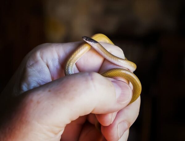 Southwestern Blackhead Snake