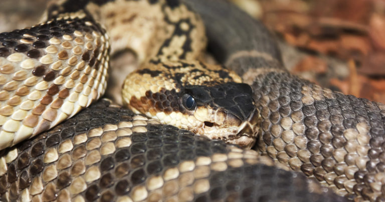 Venomous Snakes of Nevada - Krebs Creek