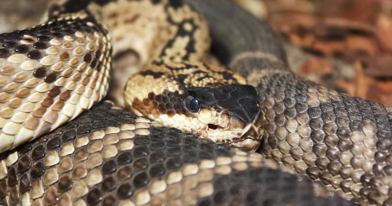 Mojave Rattlesnake