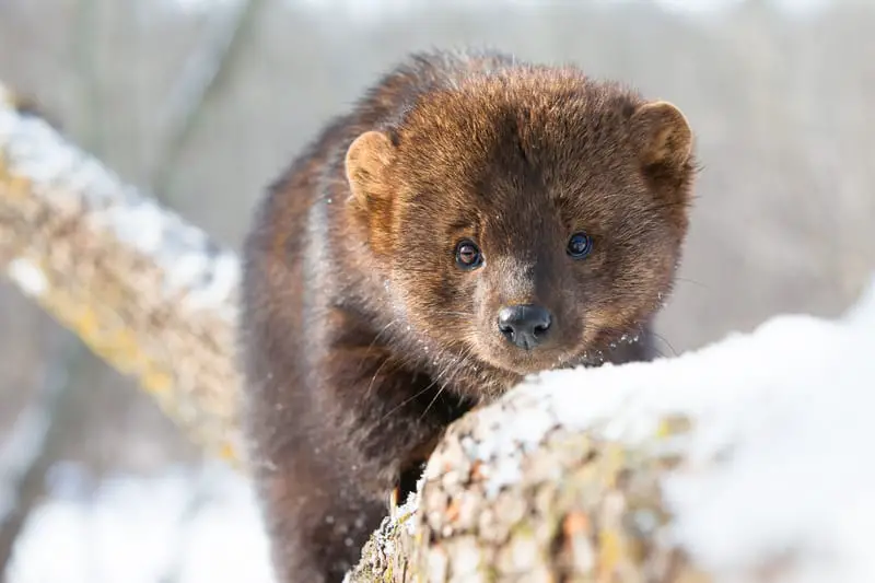 The Characteristics of Fisher Cats and Pine Martens - Krebs Creek