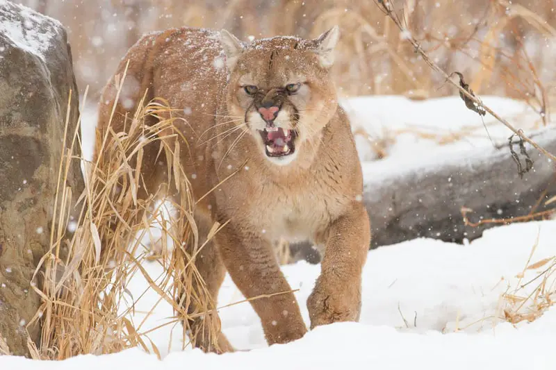 Angry Mountain Lion
