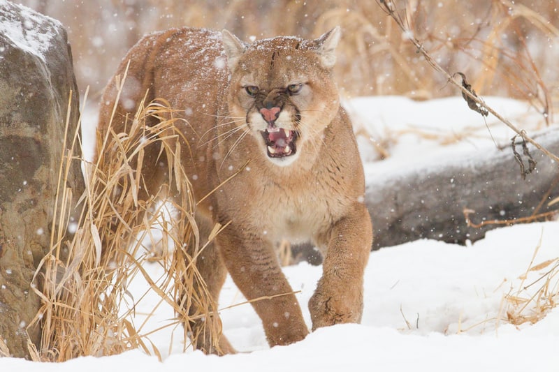 Angry Mountain Lion