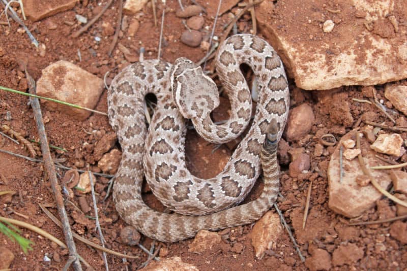 Grande Canyon Rattlesnake