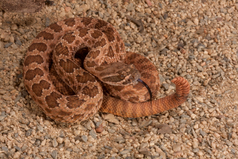 How Many Venomous Snakes Are In Arizona Krebs Creek