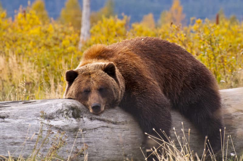 Grizzly Bear sleeping on a log