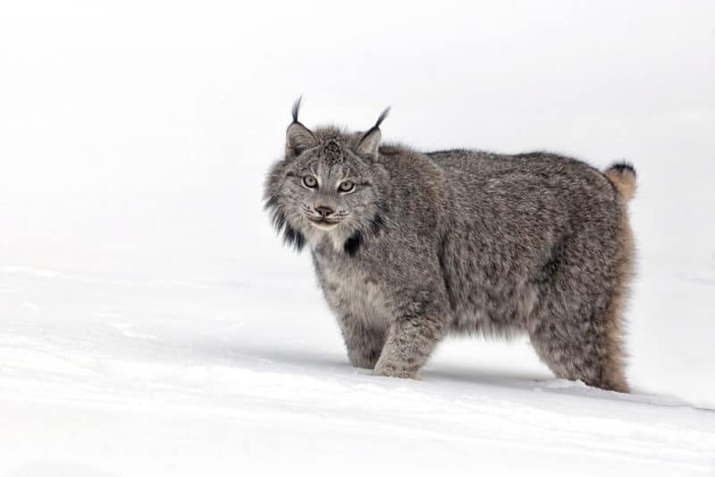 Canadian Lynx