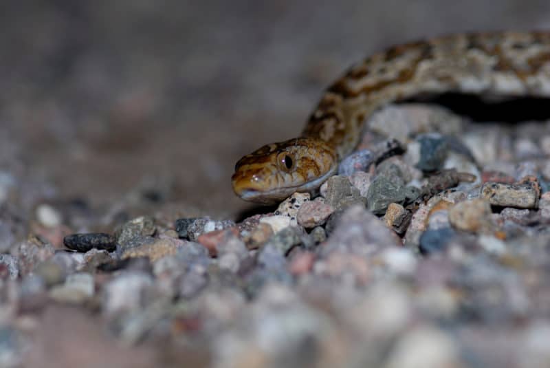 Sonoran lyre snake