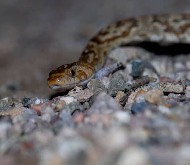 Sonoran lyre snake