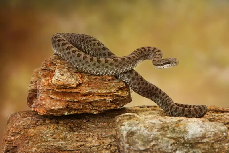 Twin Spotted Rattlesnake