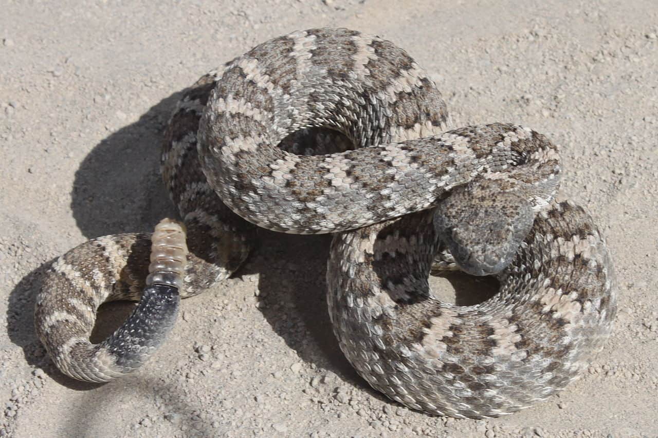 Venomous Snakes of Nevada - Krebs Creek