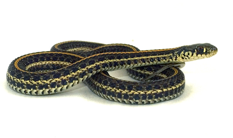 Plains Gartersnake