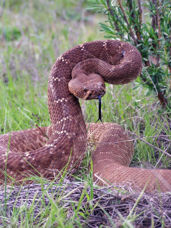 Red Diamond Rattlesnake