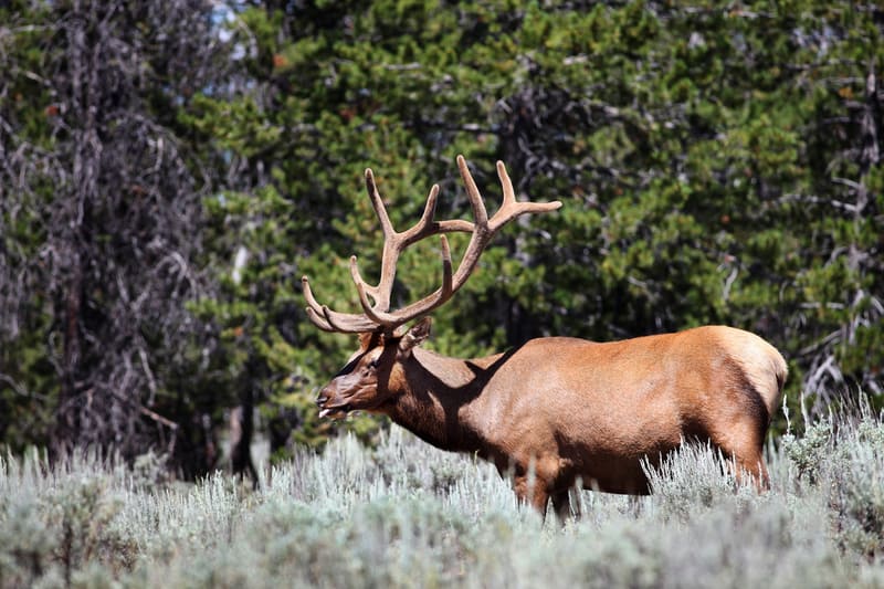 Rocky Mountain Elk