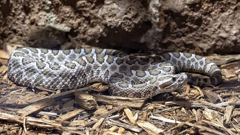 Western Massasauga