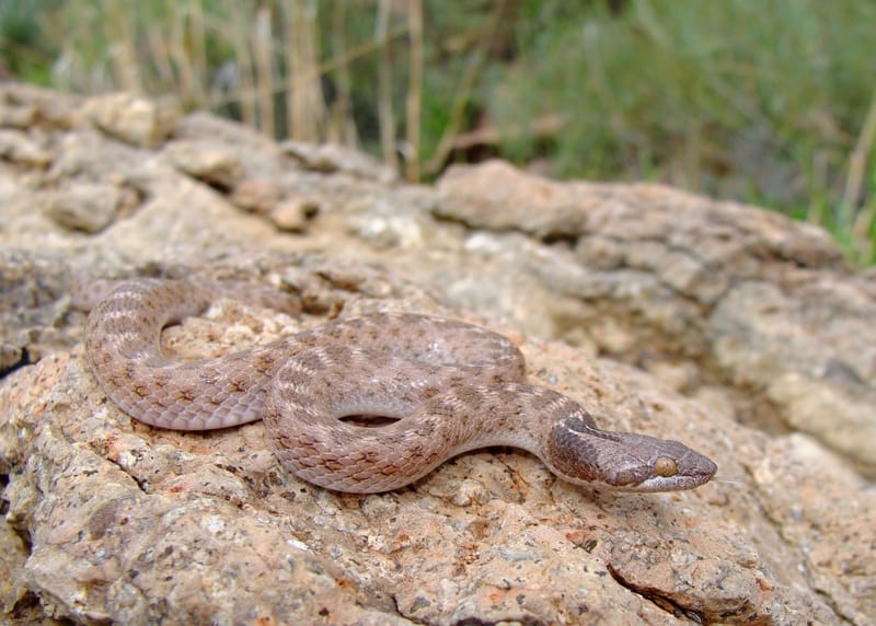 Cat-pupil Texas Night Snake