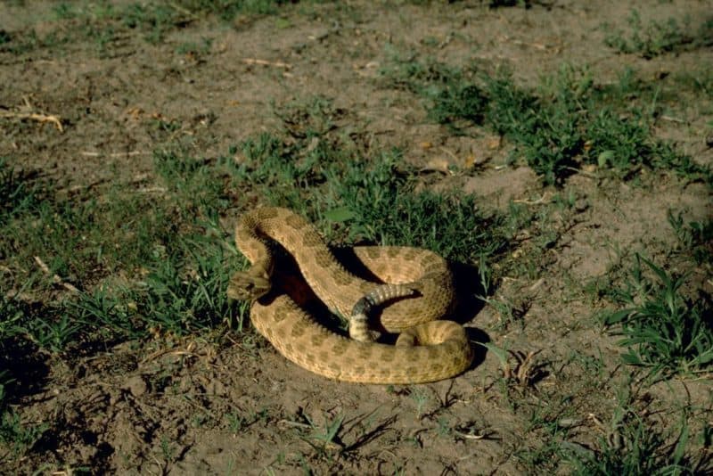 Prairie Rattlesnake