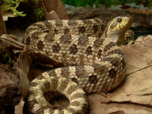 Western Hognose