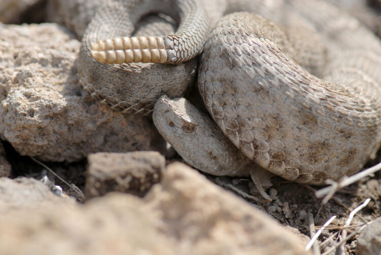 New Mexico ridge-nosed rattlesnake