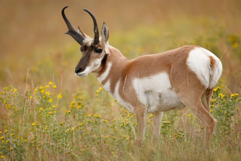 Pronghorn Antelope