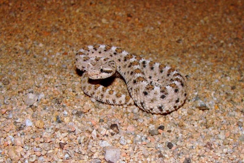 Mojave Desert Sidewinder